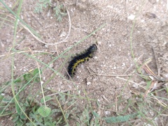 Dysschema centenaria