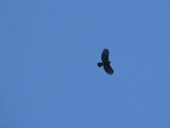 Spizaetus tyrannus