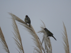 Embernagra platensis