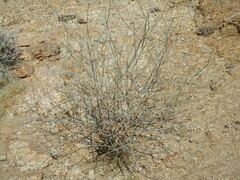 Polygala guerichiana