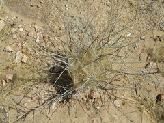 Polygala guerichiana