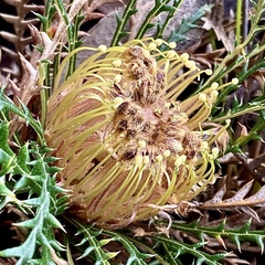Banksia dallanneyi