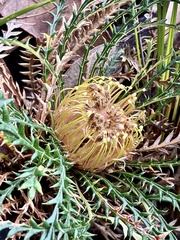 Banksia dallanneyi