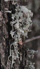 Ramalina leptocarpha