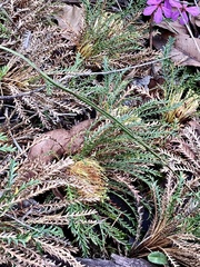 Banksia dallanneyi