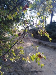 Paliurus spina-christi