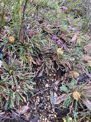 Banksia dallanneyi
