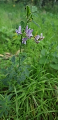 Medicago sativa