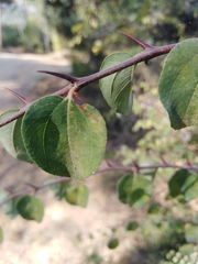 Paliurus spina-christi