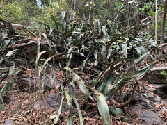 Sansevieria