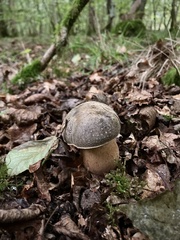 Boletus aereus