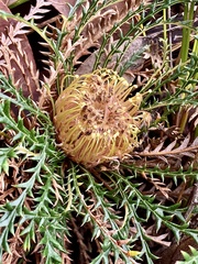 Banksia dallanneyi