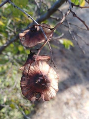 Paliurus spina-christi