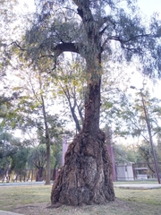 Schinus molle