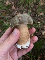 Boletus aereus