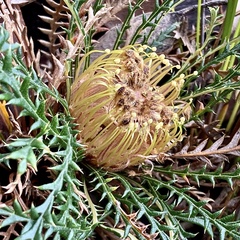 Banksia dallanneyi