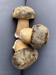 Boletus aereus