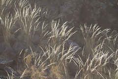 Muhlenbergia emersleyi