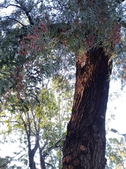 Schinus molle
