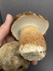 Boletus aereus