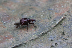 Apoderinae