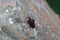 Apoderinae