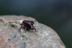 Apoderinae
