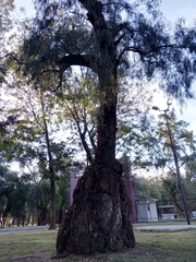 Schinus molle