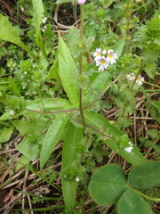 Euphrasia maximowiczii