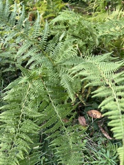 Dennstaedtia punctilobula