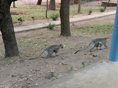 Chlorocebus pygerythrus