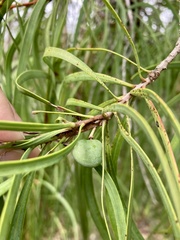 Persoonia longifolia