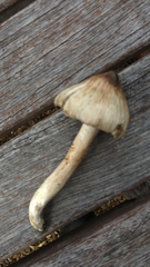 Pseudosperma sororium