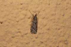 Eudonia angustea
