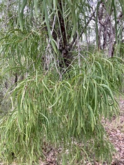 Persoonia longifolia