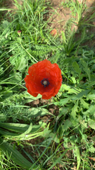 Papaver rhoeas