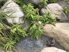 Senecio pseudoarnica