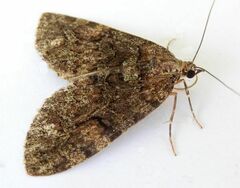 Hydriomena catalinata