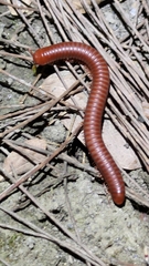 Trigoniulus corallinus