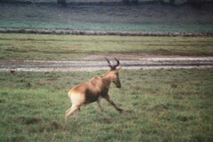 Alcelaphus buselaphus cokii