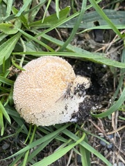 Lycoperdon pratense