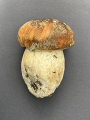 Boletus reticulatus