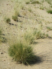 Stipagrostis ciliata capensis