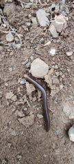 Pachyiulus flavipes