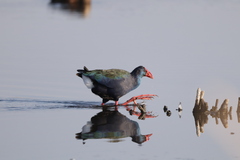 Porphyrio madagascariensis