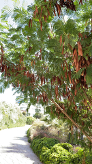 Leucaena leucocephala