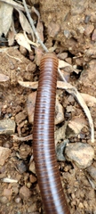 Pachyiulus flavipes