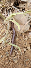 Pachyiulus flavipes