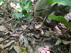 Rieppeleon brevicaudatus