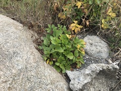 Ligusticum scothicum